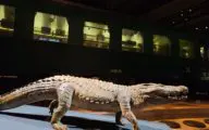 expo_animalia_nmbs