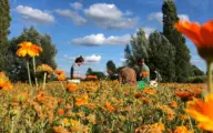 Sint-Niklaas maait minder gras voor meer biodiversiteit