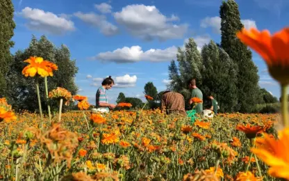 Sint-Niklaas maait minder gras voor meer biodiversiteit