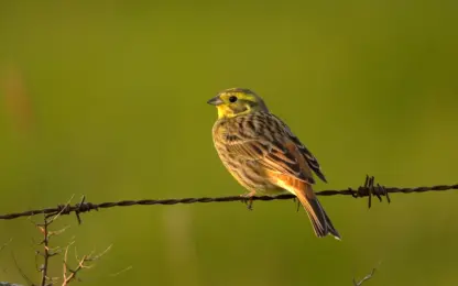 Landbouwers ontvangen vergoeding om akkervogels beter te beschermen
