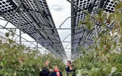 Zonnepanelen boven fruitplantages getest in Sint-Truiden