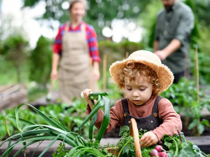Small,Girl,With,Parents,Gardening,On,Farm,,Growing,Organic,Vegetables.