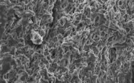 kopbeeld Mycelium