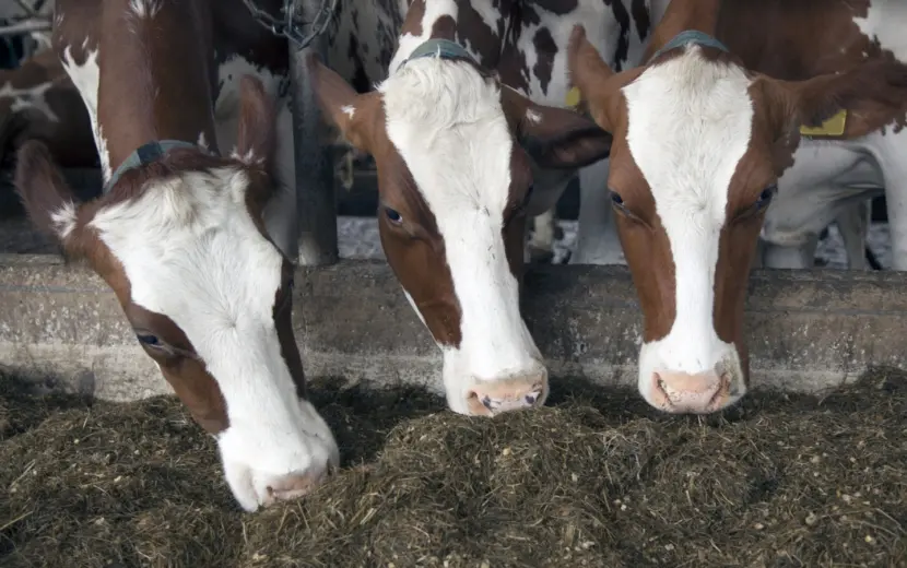 Danone ondersteunt melkveehouders bij reductie van ammoniakuitstoot