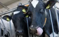 Vlaamse melkveehouders verkleinen klimaatvoetafdruk via klimaatscans