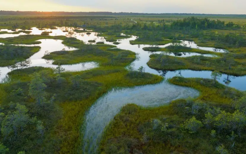Swamp,Yelnya,On,Sunset,Landscape.,Wild,Mire,Of,Belarus.,East