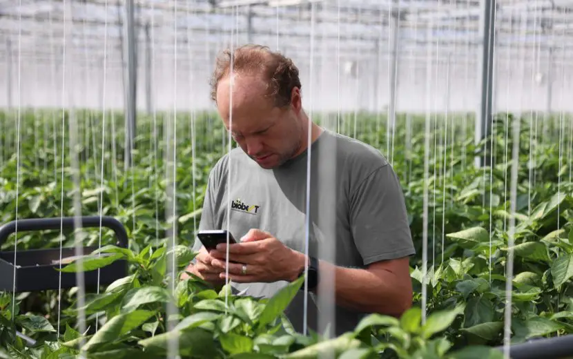 pepper-Sam-Crop-Scanner