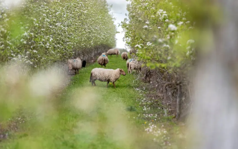 Schapen tussen de fruitbomen: Teler uit Nieuwerkerken test of schapen het werk van een grasmaaier kunnen overnemen