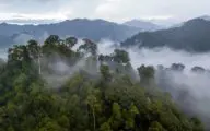 Regenwouden verdienen bescherming, ook nadat de bomen gekapt zijn