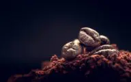 Nescafé haalt mijlpaal: 53% koffie uit regeneratieve landbouw in 2025