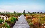 Nieuw online platform wil mobiliseren voor meer Belgische biodiversiteit