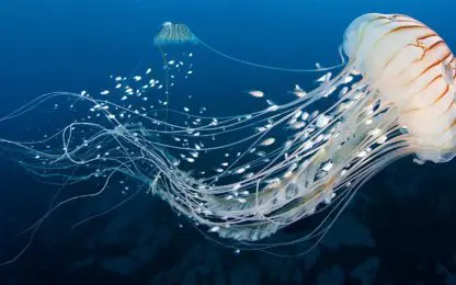 VN-conferentie ter bescherming van wereldzeeën van start in New York