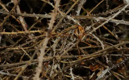 Stikstof doet droge bodems meer koolstof lossen