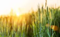 Arvesta gaat carbon farming op grote schaal lanceren in België