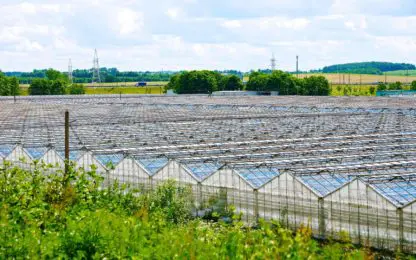 Onderzoekers realiseren 62 procent energiebesparing in serreteelt
