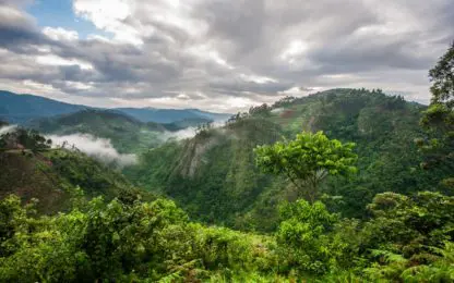 oeganda bossen bwindi national park