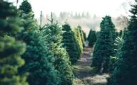 Tweede leven voor naalden van afgedankte kerstbomen