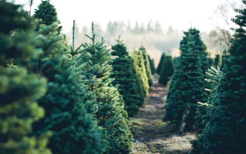 Tweede leven voor naalden van afgedankte kerstbomen
