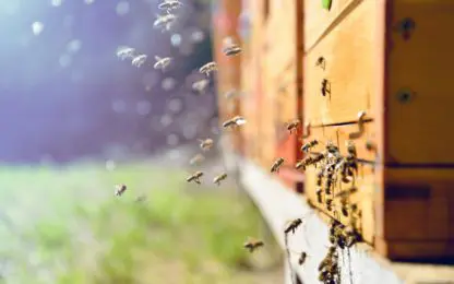 Teloorgang van bijen leidt tot meer problemen voor de volksgezondheid