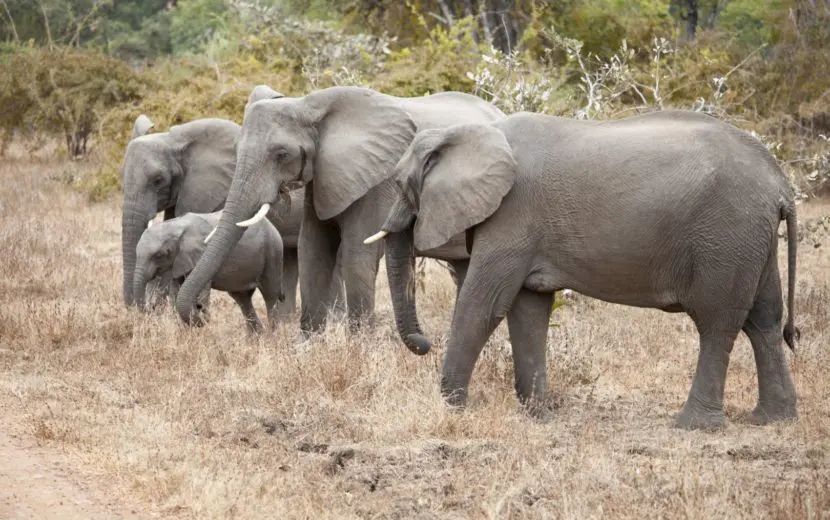 afrikaanse bosolifant