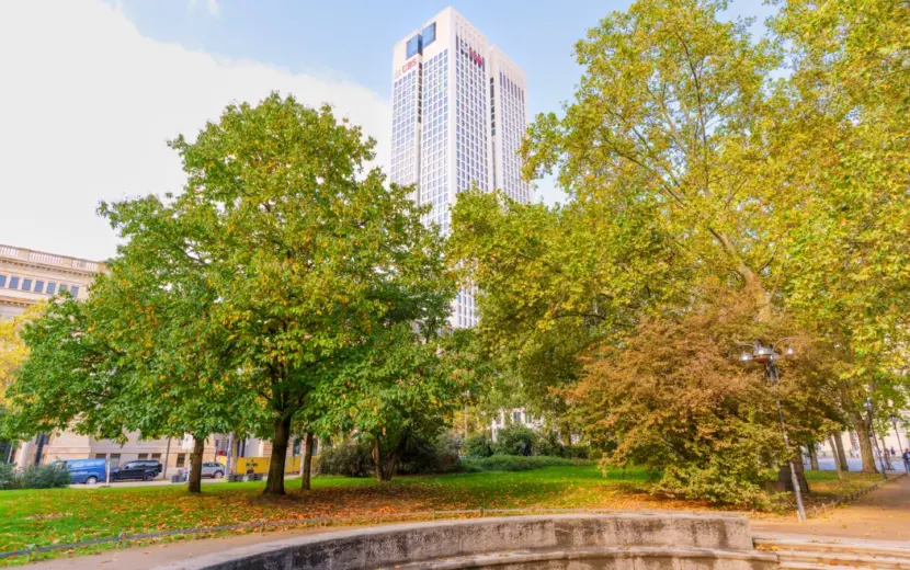 Stadsbomen halveren het hitte-eilandeffect, maar zijn niet genoeg