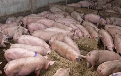 Nieuwe zeugenstal in Bocholt test technieken om uitstoot in varkenshouderij te verlagen