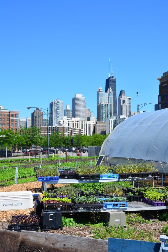 city farm chicago in het hart van de stad