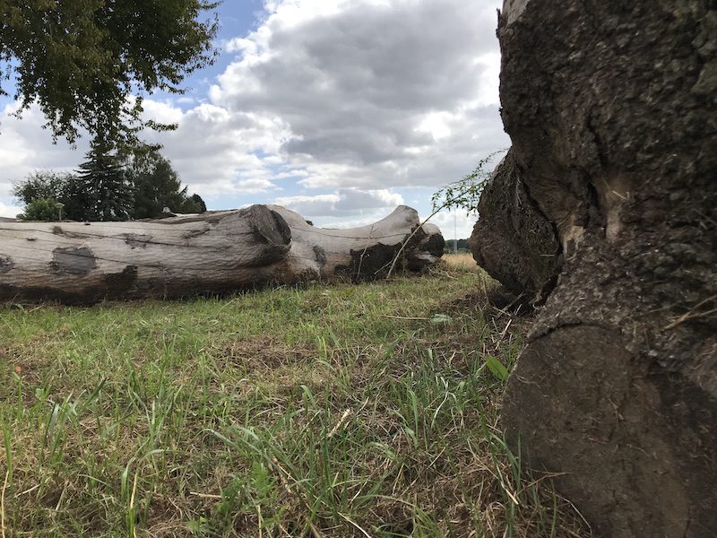 Afgezaagde boomstammen bieden schuilplaatsen aan de levendbarende hagedis op de site Wienerberger Lanaken. (Beeld: Veronique De Smedt)