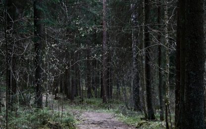 bomen bos boom