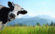Funny,Cow,On,A,Green,Meadow,Looking,To,A,Camera