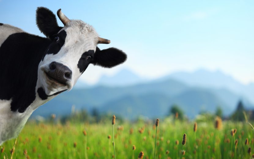 Funny,Cow,On,A,Green,Meadow,Looking,To,A,Camera