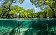 mangrove en klimaatverandering