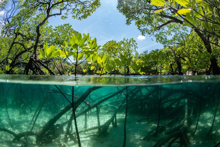 mangrove en klimaatverandering