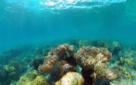 oceaan koraal rif
