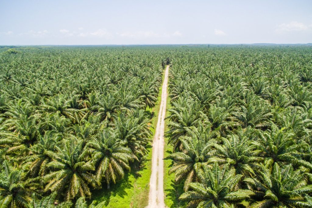 palmolie plantage