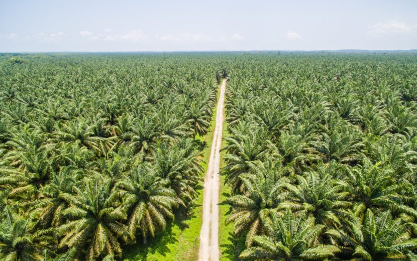 palmolie plantage