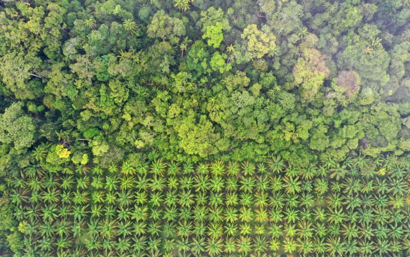 ontbossing palmolie
