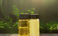 Terra Oleo ontwikkelt microben die palmolie kunnen vervangen